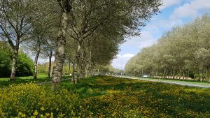 Vogelweg in de Lente