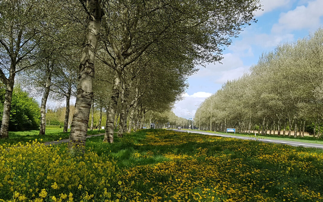 Vogelweg in de Lente
