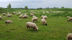 Schapen in Vogelhorst